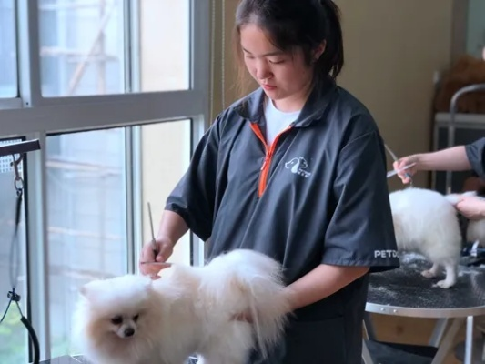 上海宠物美容师培训学校，开启专业卓越之旅