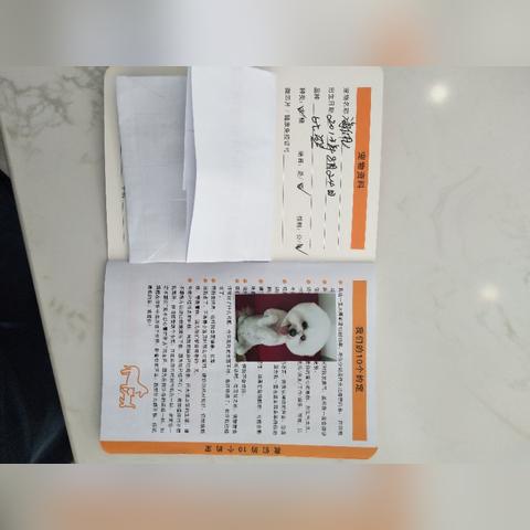 走进长春宠物美容培训领域，开启时尚宠物护理之旅