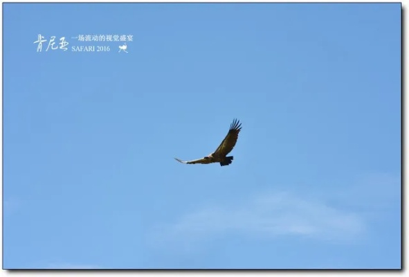 长空之上，梦想翱翔——探索航空领域的无限可能