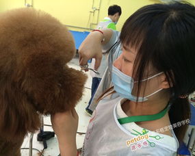 顶新宠物美容学校——宠物美容师的摇篮