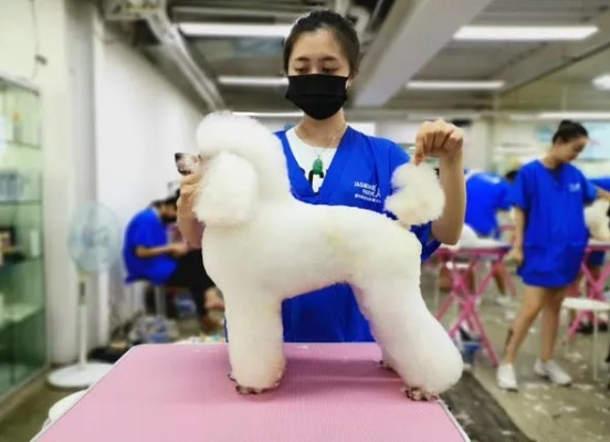 探索广州宠物美容学校，开启宠物美容精彩之旅